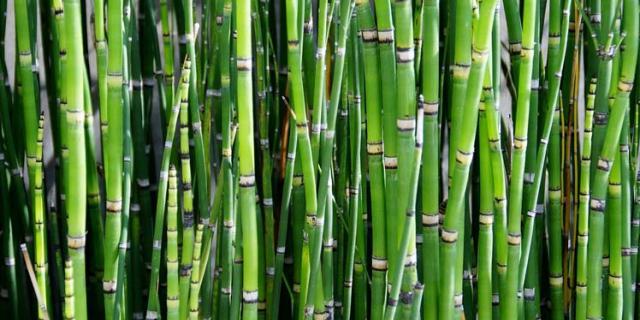 dekbed bamboe