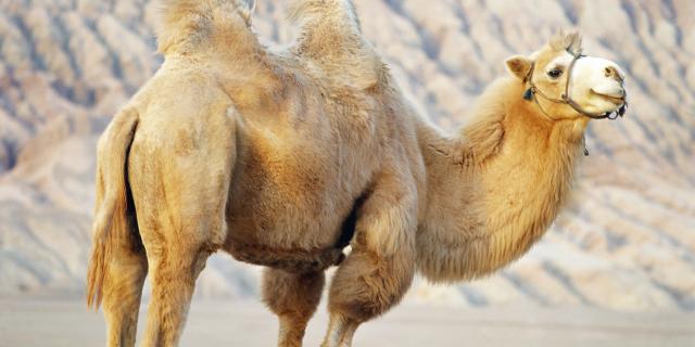 kamelenwol dekbed